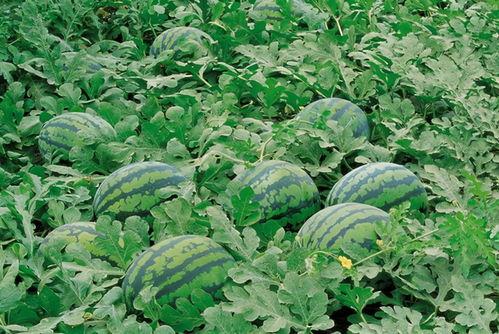 娱乐吃瓜君大丽花,揭秘娱乐圈背后的秘密花絮 第1张 娱乐吃瓜君大丽花,揭秘娱乐圈背后的秘密花絮 第1张